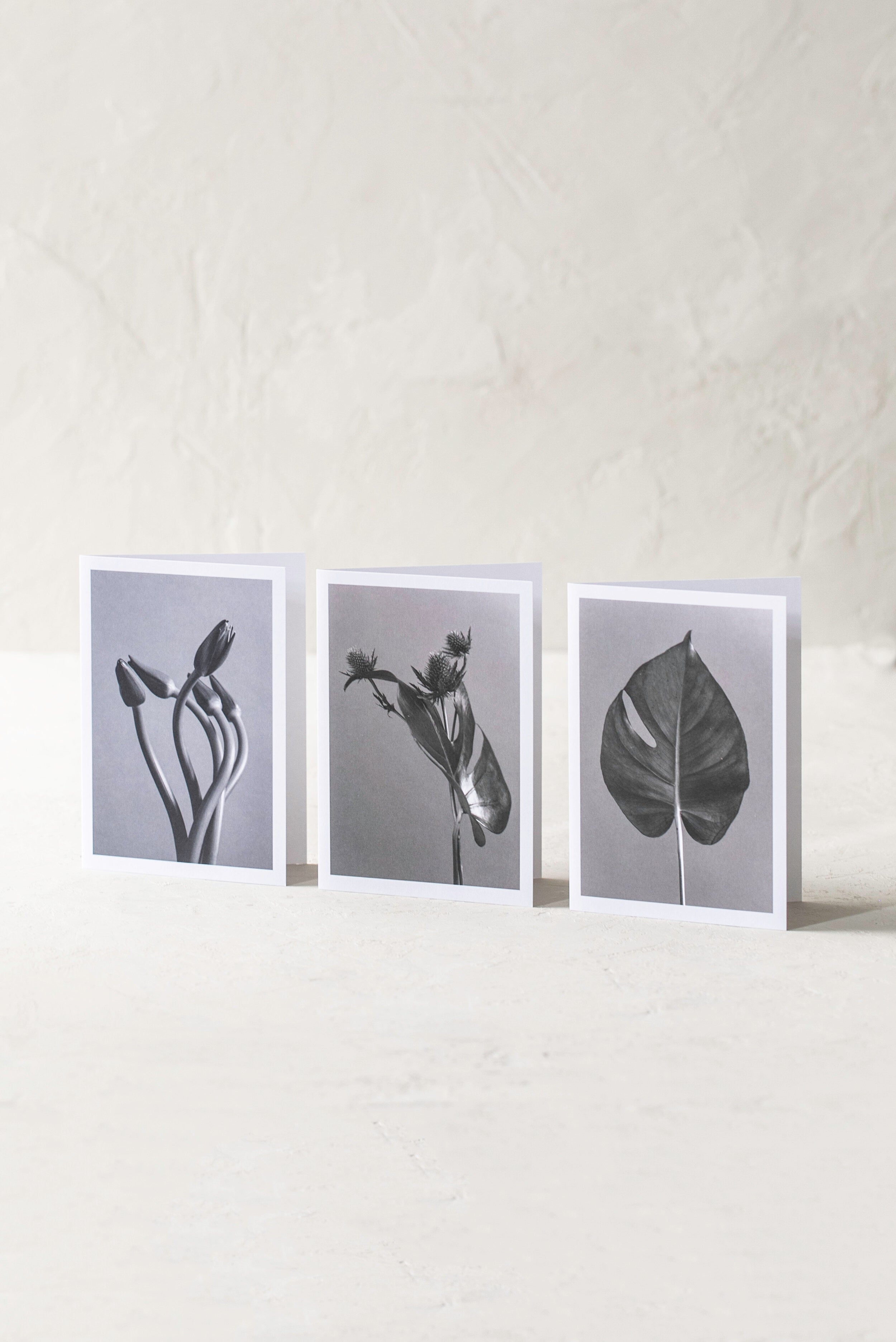 Echo Wave (No. 2) Botanical Notecards